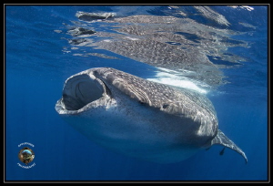 Whale Shark off Isla Mujeres, Mexico by Richard Apple 